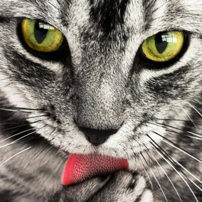 Image for choice number 1