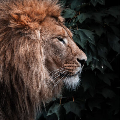 Image for choice number 2