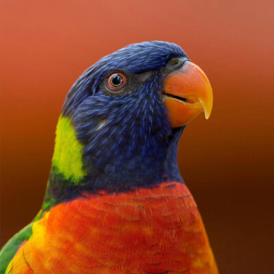 Image for choice number 9