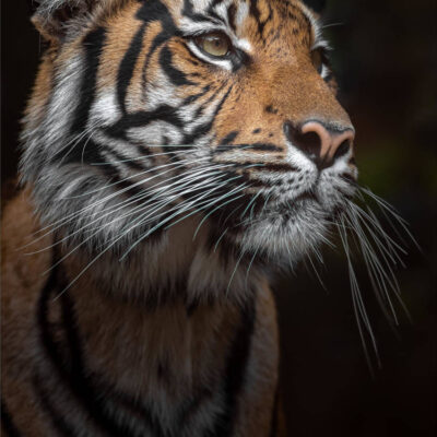 Image for choice number 13